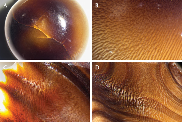 Intersecting flame structures can be seen on the pearl and shell. Intersecting flame structures can be seen on the pearl and shell.