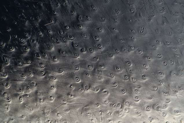 Diagnostic polyp structure of black coral.