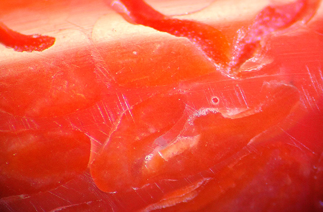 Calcareous coral fragments mixed with red foreign material containing bubbles. Calcareous coral fragments mixed with red foreign material containing bubbles.