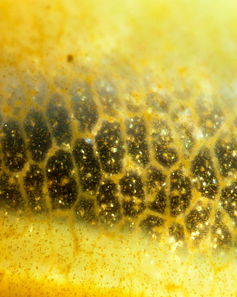 Figure 2. The cabochon displayed the honeycomb structure frequently observed in fiber-optic glass. Photomicrograph by Tsz Ying Fong; field of view 2.00 mm. Figure 2. The cabochon displayed the honeycomb structure frequently observed in fiber-optic glass. Photomicrograph by Tsz Ying Fong; field of view 2.00 mm.