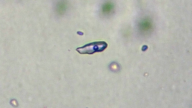 Figure 2. The white cross inclusion in the rock crystal contained this two-phase inclusion, in which the bubble had a diameter of approximately 2 μm and exhibited Brownian motion. Photo by Shu-Hong Lin; field of view 65 μm. Figure 2. The white cross inclusion in the rock crystal contained this two-phase inclusion, in which the bubble had a diameter of approximately 2 μm and exhibited Brownian motion. Photo by Shu-Hong Lin; field of view 65 μm.