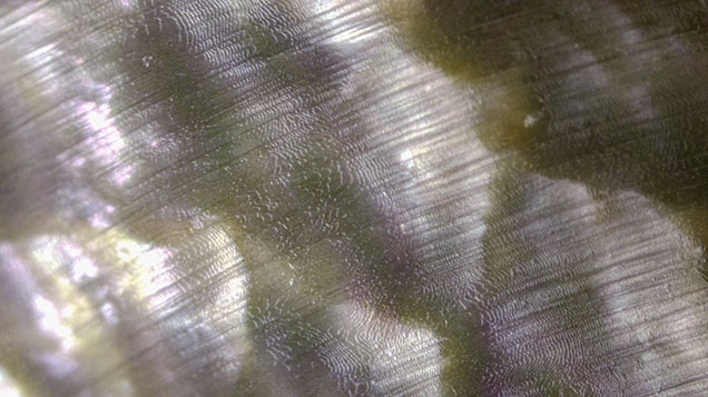Figure 2. Worked lines observed on the pearl’s surface along with a subsurface hammered effect. Photomicrograph by Nishka Vaz, field of view 1.8 mm. Figure 2. Worked lines observed on the pearl’s surface along with a subsurface hammered effect. Photomicrograph by Nishka Vaz, field of view 1.8 mm.