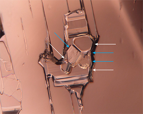 Figure 2. Close-up view distinctively pointing out the locations of the crystals (blue arrows) and gas bubbles (white arrows). Photomicrograph by Jamie Price. Figure 2. Close-up view distinctively pointing out the locations of the crystals (blue arrows) and gas bubbles (white arrows). Photomicrograph by Jamie Price.