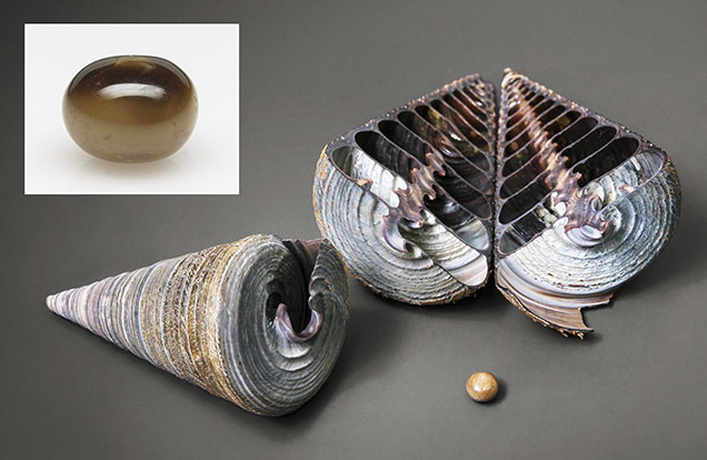 Yellowish brown and black pearl with Telescopium telescopium shells. Yellowish brown and black pearl with Telescopium telescopium shells.