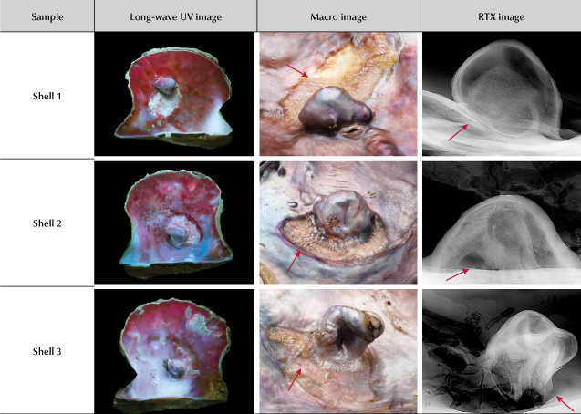 Figure 2. Long-wave UV images displaying a strong red fluorescence typical to that observed in the Pteria species (left). Macro images showing protuberances and their attachment to the adductor tissue scar beneath (marked with arrows) (middle). RTX images revealing dark organic-rich voids, as well as parasite intrusion and nacre growth at the base (marked with arrows) (right). Photos by Gaurav Bera. Figure 2. Long-wave UV images displaying a strong red fluorescence typical to that observed in the Pteria species (left). Macro images showing protuberances and their attachment to the adductor tissue scar beneath (marked with arrows) (middle). RTX images revealing dark organic-rich voids, as well as parasite intrusion and nacre growth at the base (marked with arrows) (right). Photos by Gaurav Bera.