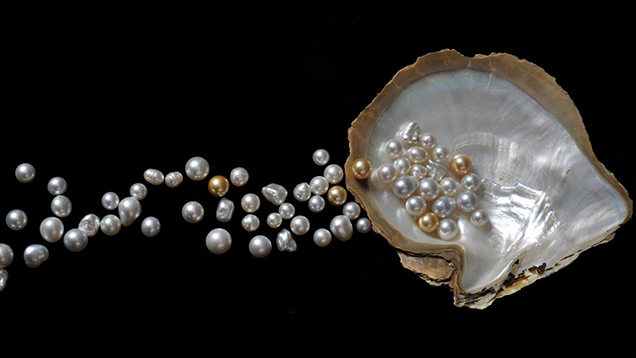 Pearls with Oyster Shell Pearls with Oyster Shell