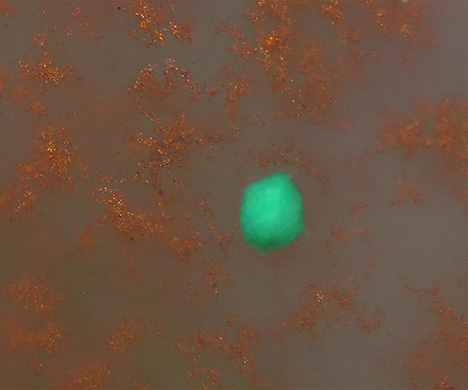 Dendritic inclusions in this agate surround a blue-green spherical inclusion. Dendritic inclusions in this agate surround a blue-green spherical inclusion.