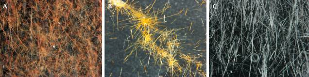 Figure 2. A: Fibrous inclusions in red rabbit hair quartz (sample R1). B: Needle-like inclusions in yellow rabbit hair quartz (sample Y2). C: The tubular inclusions in white rabbit hair quartz (sample W1). Photomicrographs by Shuqian Rui; fields of view 0.71 mm (A), 0.91 mm (B), and 1.26 mm (C). Figure 2. A: Fibrous inclusions in red rabbit hair quartz (sample R1). B: Needle-like inclusions in yellow rabbit hair quartz (sample Y2). C: The tubular inclusions in white rabbit hair quartz (sample W1). Photomicrographs by Shuqian Rui; fields of view 0.71 mm (A), 0.91 mm (B), and 1.26 mm (C).