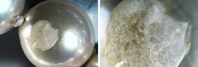 Many of the pearls exhibited whitish surface patches. Many of the pearls exhibited whitish surface patches.