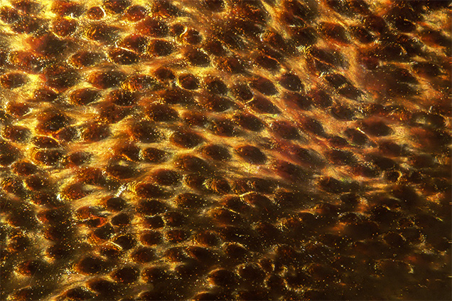 Intense orangy brown and black polyp structure consistent with natural black coral.
