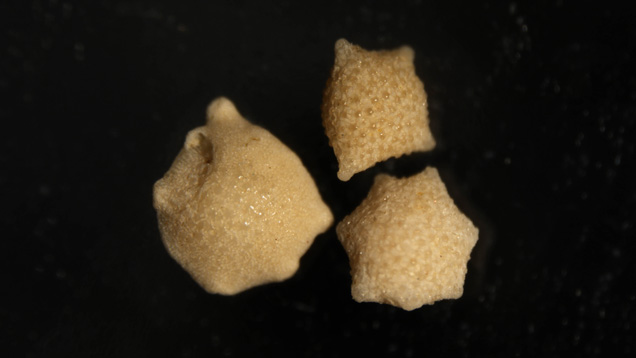 Small (approx. 1 mm each) star sand samples Small (approx. 1 mm each) star sand samples