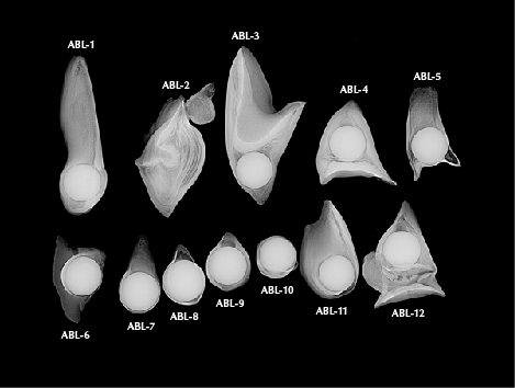 Figure 3. RTX images reveal 5–8 mm round shell bead nuclei in a majority of the abalone samples (ABL), with the nacre layer thickness surrounding the bead nuclei ranging from 0.10 to 1.20 mm. A bead nucleus was absent in sample 2, only showing layered growth with void-related features. While it is considered a non-bead cultured pearl, its internal structure resembled the internal structure commonly found in natural abalone baroque pearls. Image by Amiroh Steen. Figure 3. RTX images reveal 5–8 mm round shell bead nuclei in a majority of the abalone samples (ABL), with the nacre layer thickness surrounding the bead nuclei ranging from 0.10 to 1.20 mm. A bead nucleus was absent in sample 2, only showing layered growth with void-related features. While it is considered a non-bead cultured pearl, its internal structure resembled the internal structure commonly found in natural abalone baroque pearls. Image by Amiroh Steen.