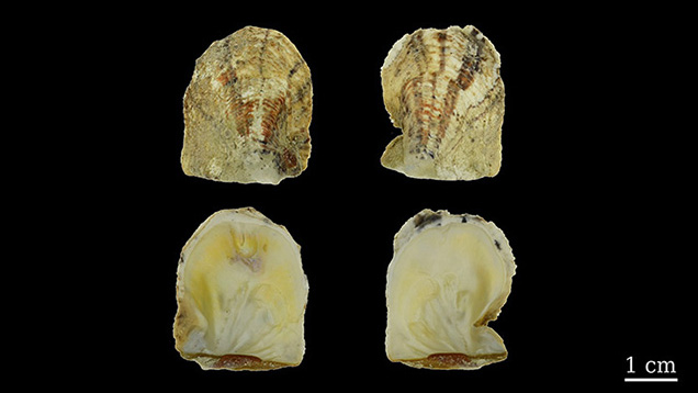 Two valves of Pinctada maculata shell Two valves of Pinctada maculata shell