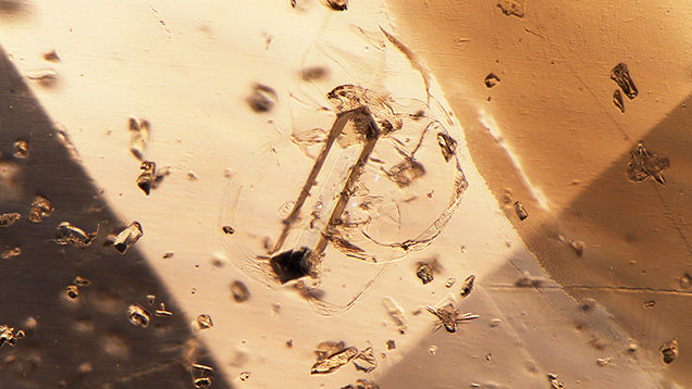 Figure 1. Prismatic diopside among a sea of diopside and danburite crystals in a rare orange sodalite. Photomicrograph by Joseph Hukins; field of view 1.56 mm.