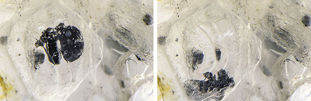 These two photomicrographs of a three-phase fluid inclusion in a Sri Lankan sapphire show that the opaque black graphite plates move freely within the void. Photomicrographs by Nathan Renfro; field of view 4.79 mm. These two photomicrographs of a three-phase fluid inclusion in a Sri Lankan sapphire show that the opaque black graphite plates move freely within the void. Photomicrographs by Nathan Renfro; field of view 4.79 mm.