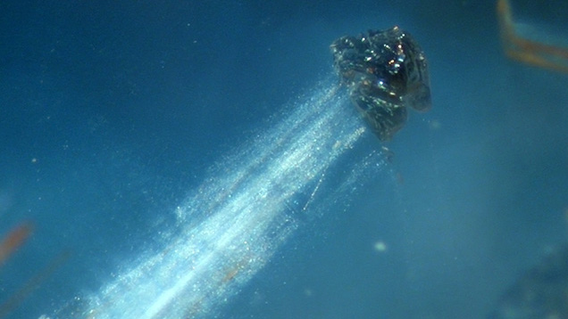Comet-like inclusion Comet-like inclusion