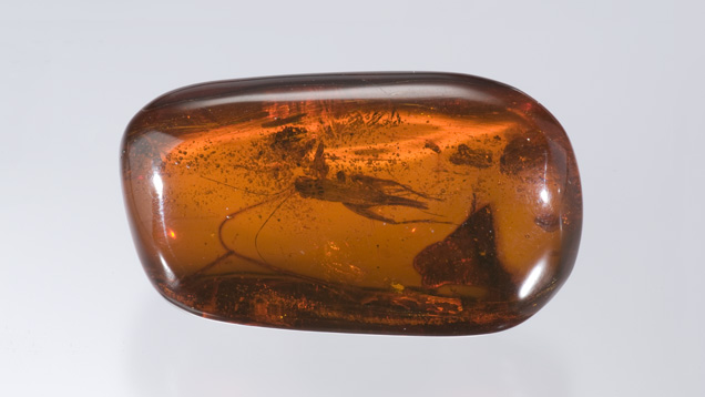 Amber Insect Inclusion. This large, elongated amber bead contains a fairly intact insect inclusion. The gem weighs 93.87 carats.