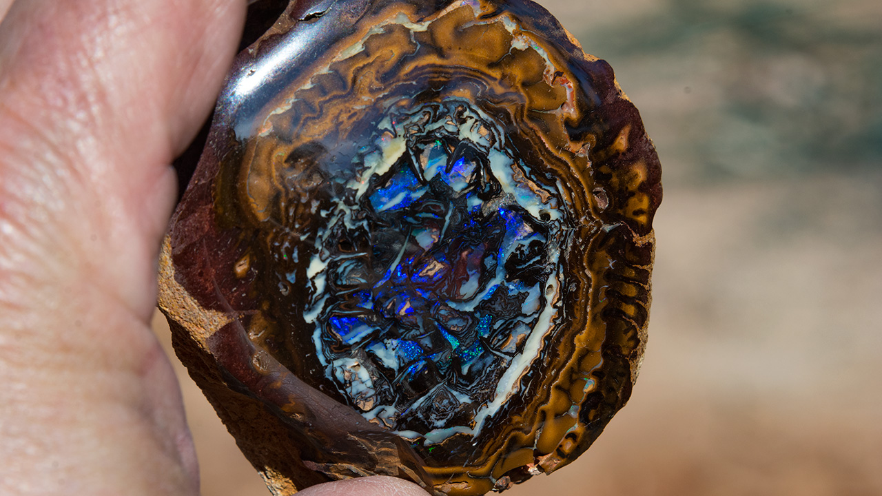 DSC_2597_185874-1280x720.jpg. Boulder opal is concentrated toward the core of this nut. The specimen was polished for collectors. Photo by Andrew Lucas/GIA.