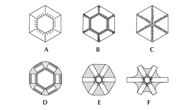 Schematic cross-sections of different trapiche emeralds Schematic cross-sections of different trapiche emeralds