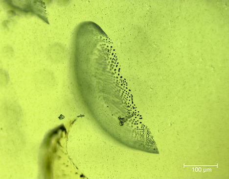 F16-Thuyet-fig9_208155-468x365.jpg. Healed fractures in peridot from Vietnam’s Central Highlands