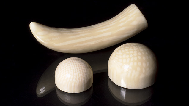 Ivory imitations carved from two materials for this study. Ivory imitations carved from two materials for this study.