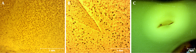 Features in hydrothermally treated copal resin Features in hydrothermally treated copal resin