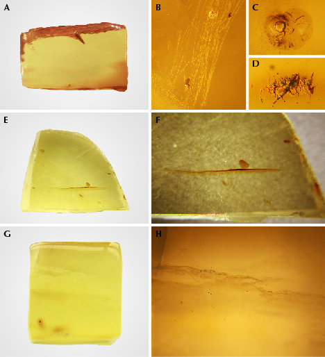 Gemological characteristics of amber before hydrothermal treatment Gemological characteristics of amber before hydrothermal treatment