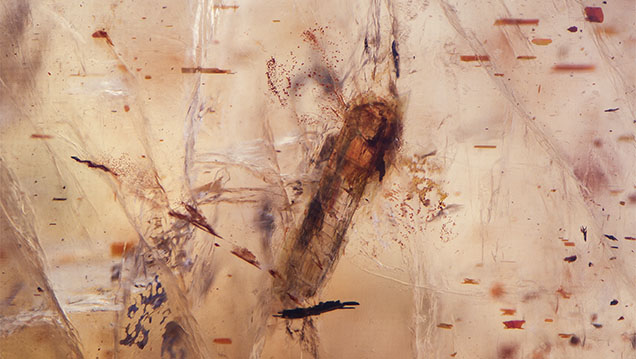 An anthophyllite crystal inclusion exhibits high transparency. An anthophyllite crystal inclusion exhibits high transparency.
