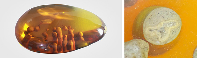 Figure 2. Left: Lateral view of Palaeoclavaria burmitis fungal inclusions in the 131.85 ct Burmese amber sample. Right: Cross section of the Palaeoclavaria burmitis inclusions showing a siliceous crystalline structure. Photos by Le Ngoc Nang; field of view 4 mm (right).
