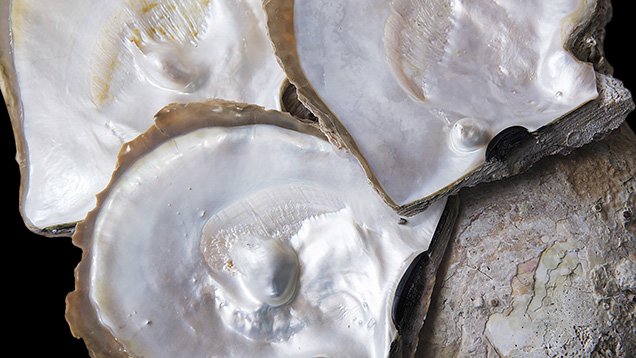 Pinctada maxima shells Pinctada maxima shells