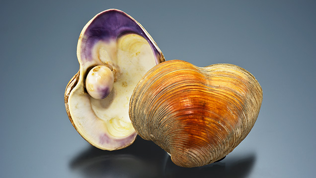 Quahog shell and pearl