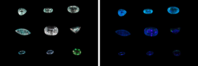 Cuprian liddicoatites under daylight-equivalent and long-wave UV light Cuprian liddicoatites under daylight-equivalent and long-wave UV light