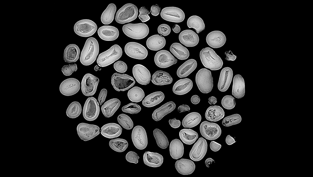 Void-like structures revealed by RTX analysis. Void-like structures revealed by RTX analysis.