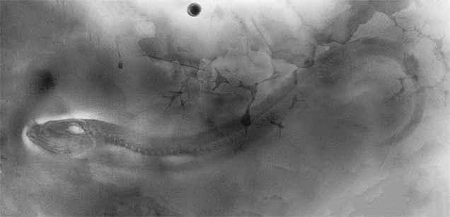 Microradiographic image of the pearlfish reveals the details beneath the nacre. Microradiographic image of the pearlfish reveals the details beneath the nacre.