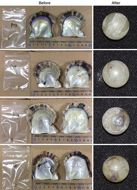 Akoya pearls studied before and after powder samples were obtained. Akoya pearls studied before and after powder samples were obtained.