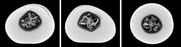 μ-CT slices in three directions of a natural P. maxima sample μ-CT slices in three directions of a natural P. maxima sample