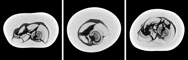 μ-CT slices in three directions of a natural P. maxima sample μ-CT slices in three directions of a natural P. maxima sample