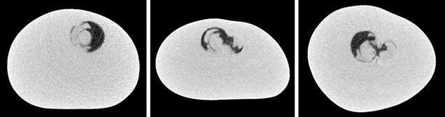 μ-CT slices in three directions of a natural P. maxima sample μ-CT slices in three directions of a natural P. maxima sample