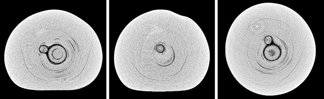 μ-CT slices in three directions of a natural P. maxima sample μ-CT slices in three directions of a natural P. maxima sample