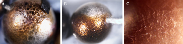 Figure 2. Characteristic surface features of mosaic pattern (A) and botryoidal structure (B) were observed on a pearl from the necklace in figure 1, compared to the typical nacreous-looking surface of fingerprint-like platy structure (C) on a loose pearl. Photomicrographs by Joyce Wing Yan Ho (A and B) and Artitaya Homkrajae (C); fields of view 7.19 mm, 9.61 mm, and 2.90 mm, respectively. Figure 2. Characteristic surface features of mosaic pattern (A) and botryoidal structure (B) were observed on a pearl from the necklace in figure 1, compared to the typical nacreous-looking surface of fingerprint-like platy structure (C) on a loose pearl. Photomicrographs by Joyce Wing Yan Ho (A and B) and Artitaya Homkrajae (C); fields of view 7.19 mm, 9.61 mm, and 2.90 mm, respectively.