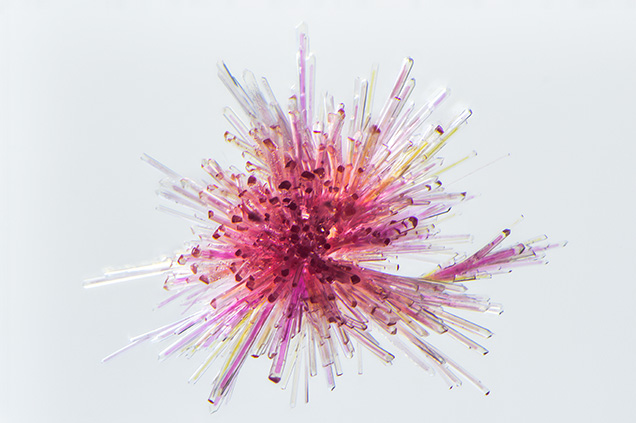Figure 1. Bright pink to red epidote crystals as “firework” sprays were a surprising discovery in rock crystal quartz. Photomicrograph by Nathan Renfro; field of view 2.16 mm. Figure 1. Bright pink to red epidote crystals as “firework” sprays were a surprising discovery in rock crystal quartz. Photomicrograph by Nathan Renfro; field of view 2.16 mm.