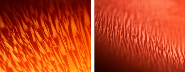 Flame structures on horse conch pearls. Flame structures on horse conch pearls.