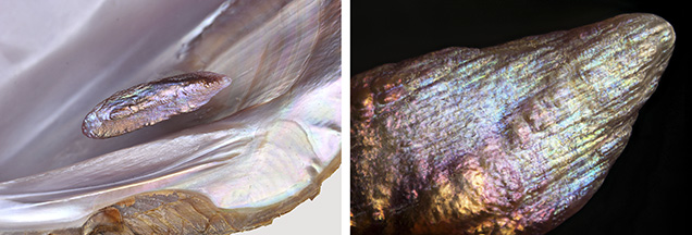 Iridescent surface colors of a pearl and shell.