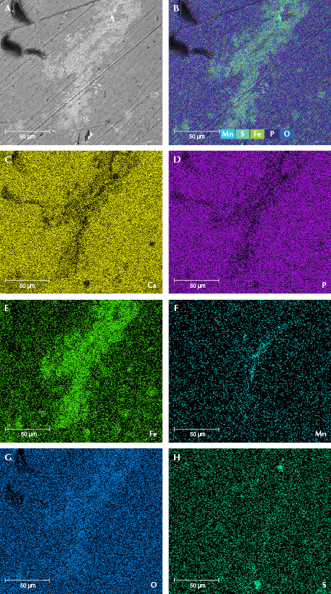 Figure 11. Element maps from EDS data showing iron oxide mainly crystallized on the surface of sample MI-8. The BSE image (A) and an integrated element distribution map (B). EDS mapping of calcium (C), phosphorus (D), iron (E), manganese (F), oxygen (G), and sulfur (H). Figure 11. Element maps from EDS data showing iron oxide mainly crystallized on the surface of sample MI-8. The BSE image (A) and an integrated element distribution map (B). EDS mapping of calcium (C), phosphorus (D), iron (E), manganese (F), oxygen (G), and sulfur (H).