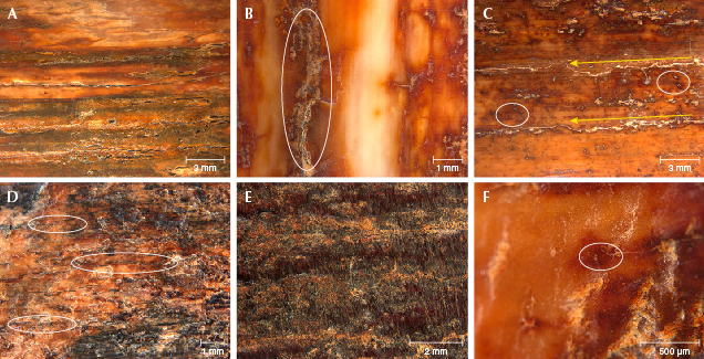 Figure 3. Photomicrographs of the surface of mammoth ivory. A: Uneven color distribution (sample 805502). B: Large crack (white oval, sample 805503). C: Two parallel cracks (yellow arrows) and tan dots (white ovals, sample 805504). D: Irregular color distribution and darker brown cracks (white ovals, sample MI-8). E: Brown and darker brown areas of color interspersed (sample MI-3). F: Tan dots (white oval, sample MI-3). Photomicrographs by Zhaoying Huang. Figure 3. Photomicrographs of the surface of mammoth ivory. A: Uneven color distribution (sample 805502). B: Large crack (white oval, sample 805503). C: Two parallel cracks (yellow arrows) and tan dots (white ovals, sample 805504). D: Irregular color distribution and darker brown cracks (white ovals, sample MI-8). E: Brown and darker brown areas of color interspersed (sample MI-3). F: Tan dots (white oval, sample MI-3). Photomicrographs by Zhaoying Huang.