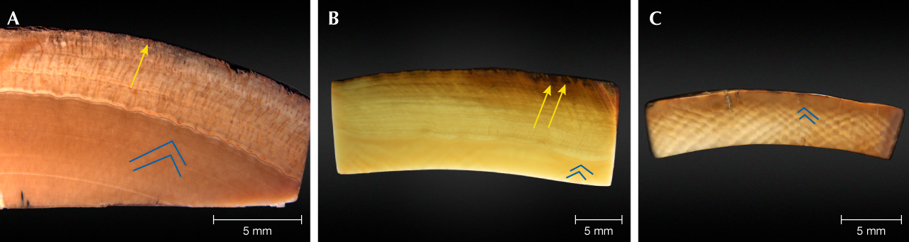 Figure 4. Photomicrographs of mammoth ivory cross sections, with Schreger line angles indicated by the blue lines. A: Sample MI-8 has a thick concentric top layer (4–7 mm thickness) and downward-penetrating brown crevices (yellow arrow). The angle of the Schreger lines is about 95°. B: Sample MI-3 has downward-penetrating brown crevices (yellow arrows) and transitional color. The angle of the Schreger lines is about 105°. C: Sample 805502 shows obvious Schreger lines with an angle of about 100°. Photomicrographs by Zhaoying Huang. Figure 4. Photomicrographs of mammoth ivory cross sections, with Schreger line angles indicated by the blue lines. A: Sample MI-8 has a thick concentric top layer (4–7 mm thickness) and downward-penetrating brown crevices (yellow arrow). The angle of the Schreger lines is about 95°. B: Sample MI-3 has downward-penetrating brown crevices (yellow arrows) and transitional color. The angle of the Schreger lines is about 105°. C: Sample 805502 shows obvious Schreger lines with an angle of about 100°. Photomicrographs by Zhaoying Huang.