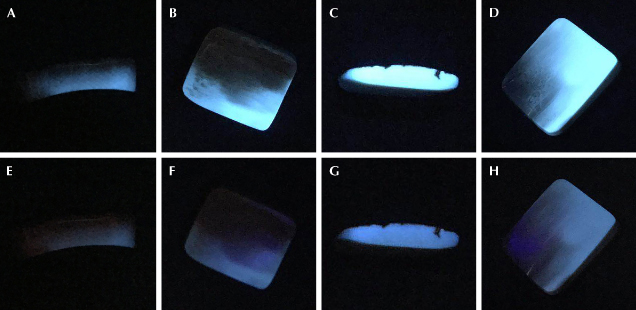 Figure 5. UV fluorescence images of mammoth ivory under long-wave UV (A–D) and short-wave UV (E–H). A and E: UV fluorescence of sample 805502 cross section. B and F: UV fluorescence of the dentine in sample 805502. C and G: UV fluorescence of sample 805503 cross section. D and H: UV fluorescence of the dentine in sample 805504. Photos by Zhaoying Huang. Figure 5. UV fluorescence images of mammoth ivory under long-wave UV (A–D) and short-wave UV (E–H). A and E: UV fluorescence of sample 805502 cross section. B and F: UV fluorescence of the dentine in sample 805502. C and G: UV fluorescence of sample 805503 cross section. D and H: UV fluorescence of the dentine in sample 805504. Photos by Zhaoying Huang.