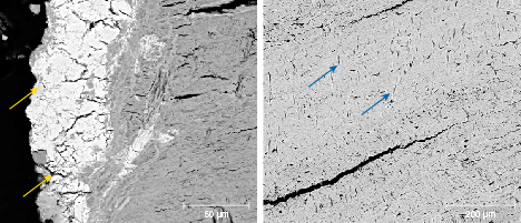 Figure 9. BSE images of the cementum layer in sample MI-8. Left: Cracks (indicated by yellow arrows) extend from the surface into the cementum. Right: Tiny fissures (indicated by blue arrows) are randomly distributed in the cementum. Figure 9. BSE images of the cementum layer in sample MI-8. Left: Cracks (indicated by yellow arrows) extend from the surface into the cementum. Right: Tiny fissures (indicated by blue arrows) are randomly distributed in the cementum.