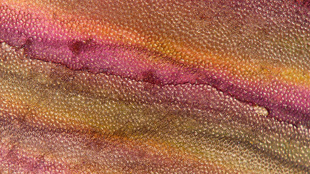 A thin layer of iridescent aragonite overlays the prismatic calcite of a Pinnidae shell, creating a captivating iridescent effect. Photomicrograph by Ravenya Atchalak; field of view 2.88 mm. A thin layer of iridescent aragonite overlays the prismatic calcite of a Pinnidae shell, creating a captivating iridescent effect. Photomicrograph by Ravenya Atchalak; field of view 2.88 mm.