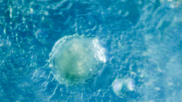 Barite inclusion in alluvial Montana sapphire Barite inclusion in alluvial Montana sapphire